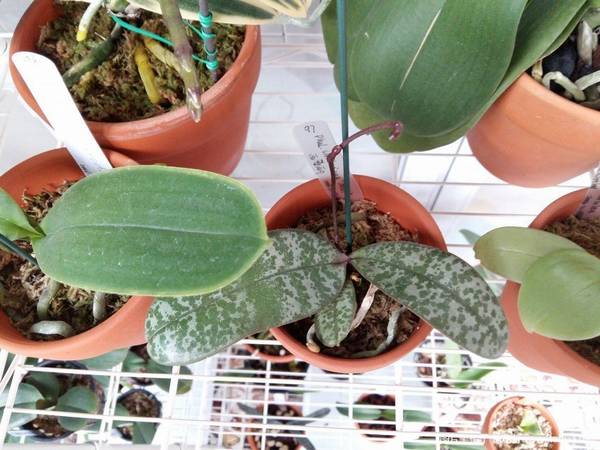 ԭֺ.Phal. schilleriana MSH¼