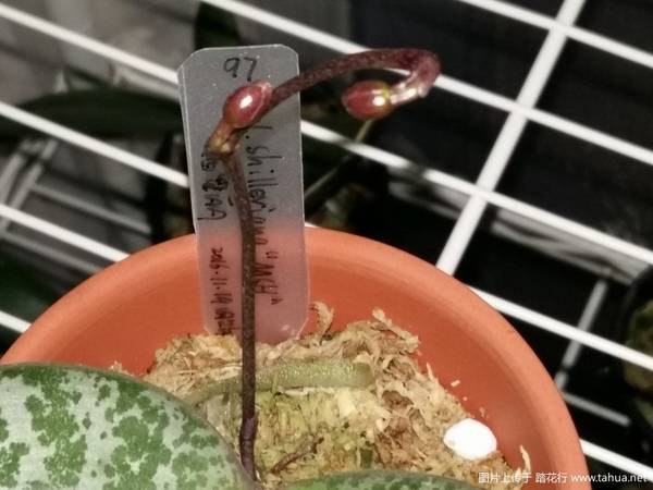 ԭֺ.Phal. schilleriana MSH¼