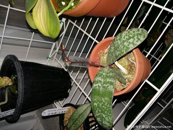 ԭֺ.Phal. schilleriana MSH¼