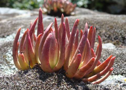 Ůά˼Dudleya viscidaôôˮ