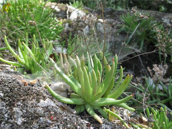 Ůά˼Dudleya viscidaôôˮ