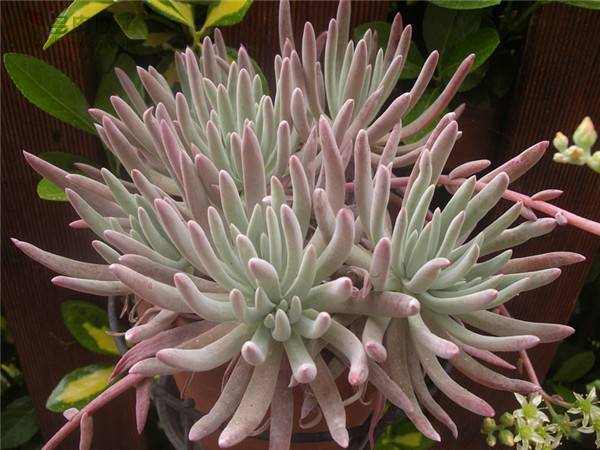 㺣ɪŮ Dudleya virens ssp. hasseiôôˮ